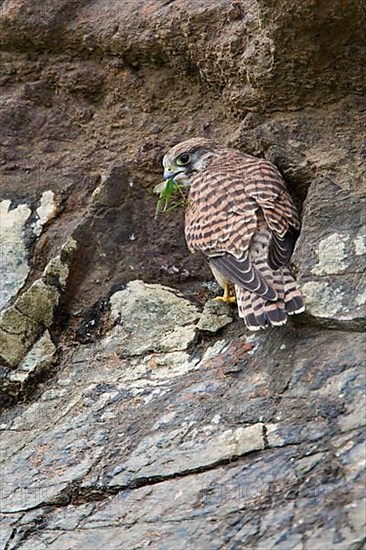 Common Kestrel