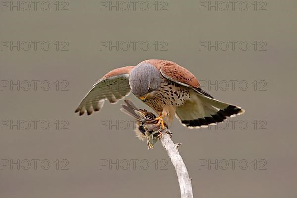 Common kestrel