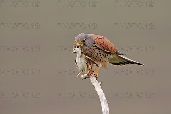 Common kestrel