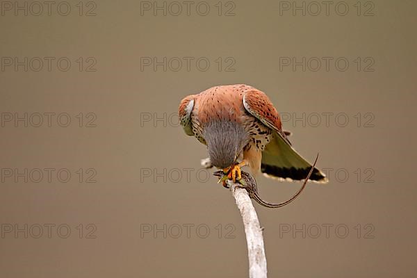 Common kestrel