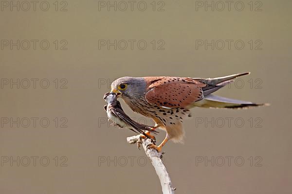 Common kestrel