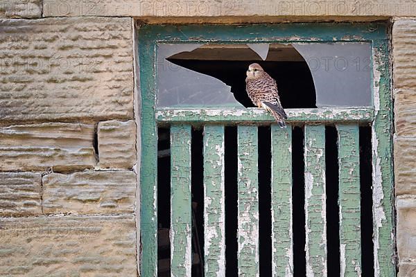 Common common kestrel