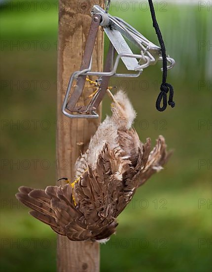 Common kestrel