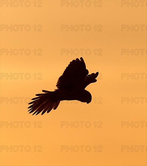 Common common kestrel