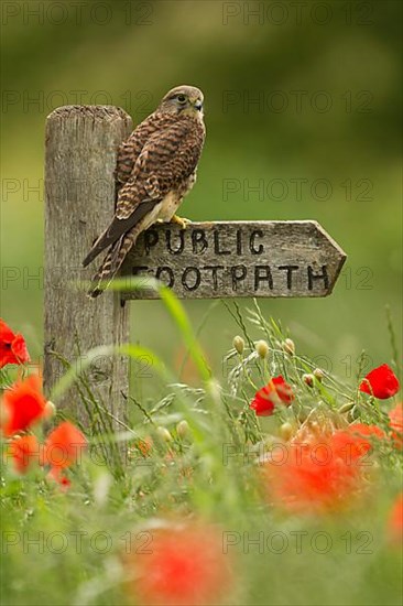 Common common kestrel