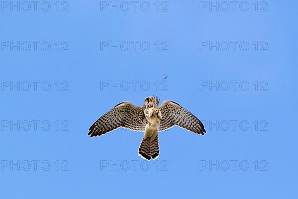 Common common kestrel