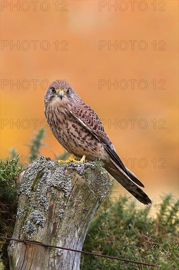 Common common kestrel
