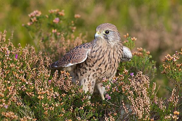 Common common kestrel