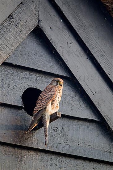 Common common kestrel