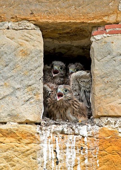 Common Kestrel