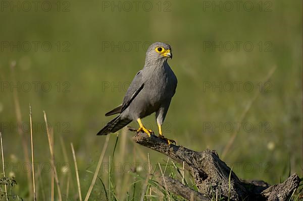 Grey kestrel