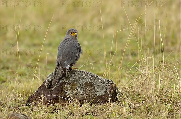 Grey kestrel