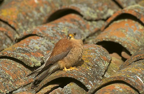 Lesser Kestrel