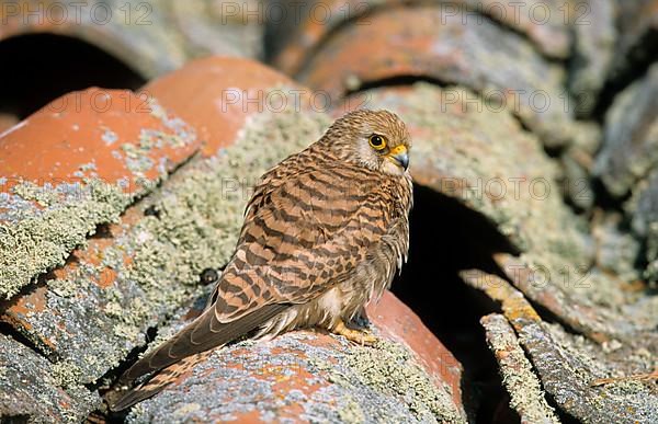 Lesser Kestrel