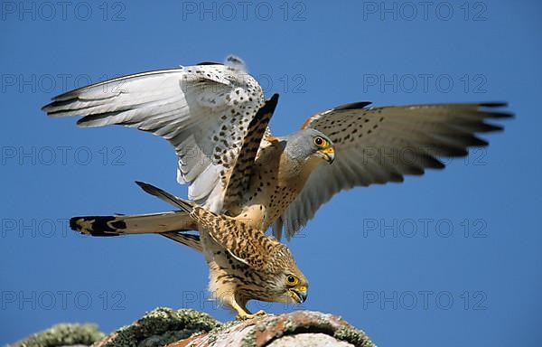 Lesser Kestrel