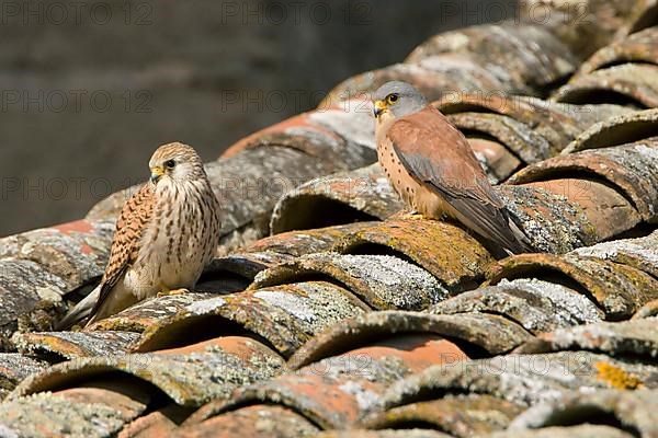 Lesser Kestrel