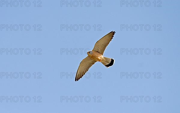 Lesser Kestrel