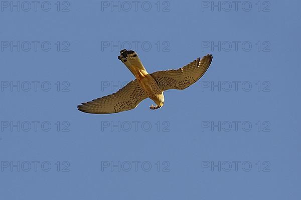 Lesser Kestrel