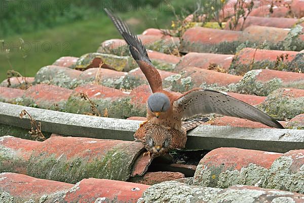 Lesser Kestrel