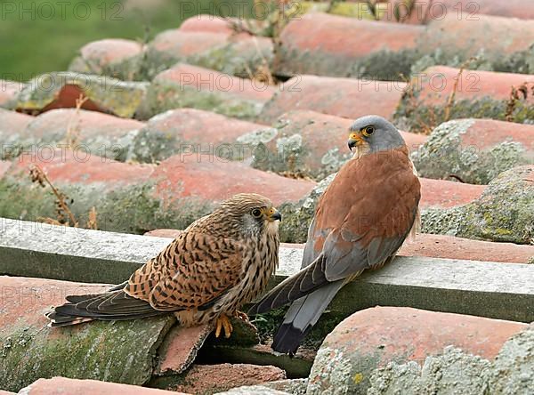 Lesser Kestrel