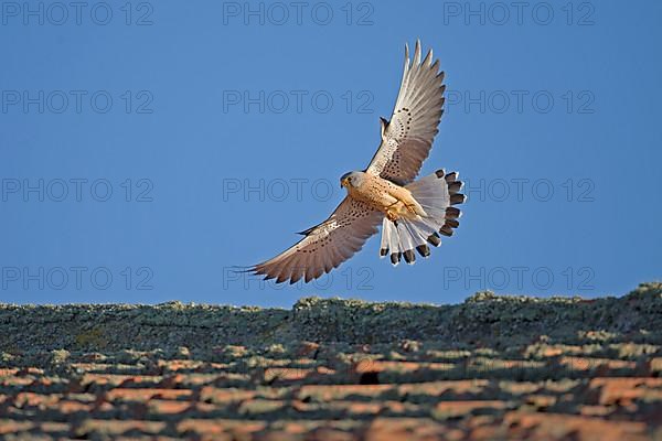 Lesser Kestrel