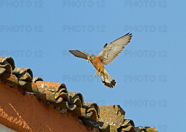 Lesser lesser Common Kestrel