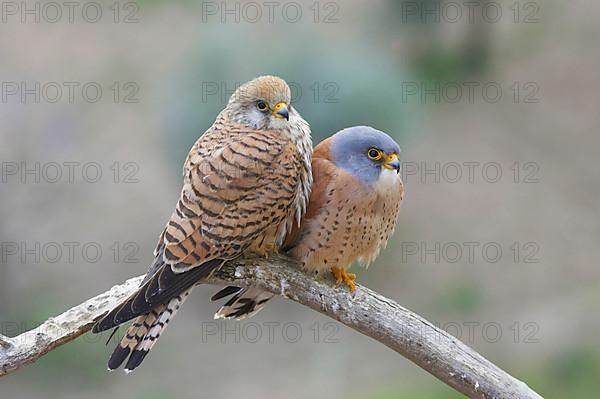 Lesser Kestrel