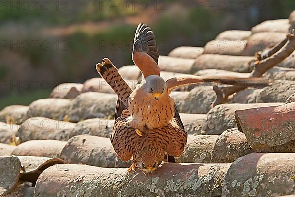 Lesser Kestrel