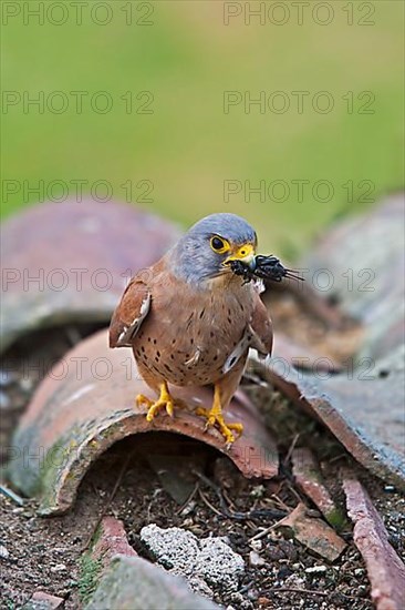 Lesser lesser Common Kestrel