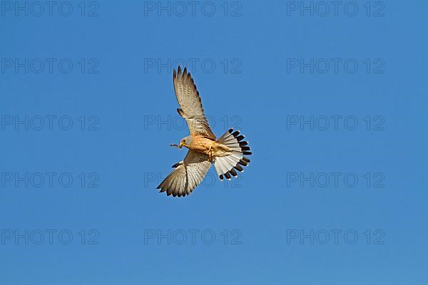 Lesser Kestrel