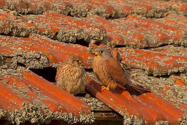 Lesser Kestrel