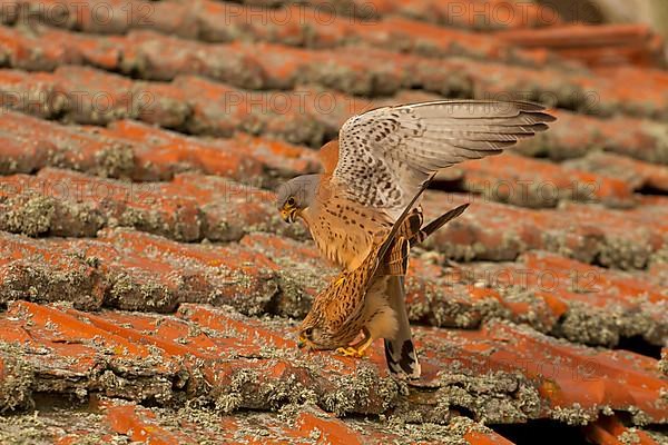 Lesser Kestrel