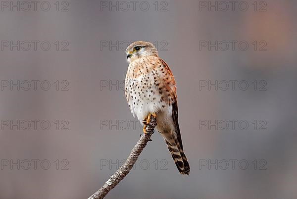 Madagascar Kestrel