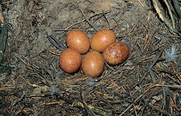 Nest and eggs of merlin