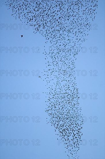 Common Starling