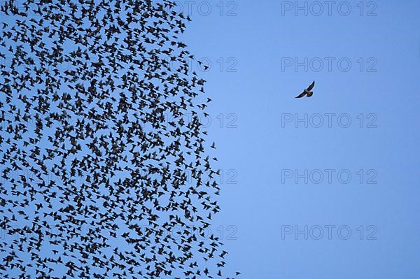 Common Starling