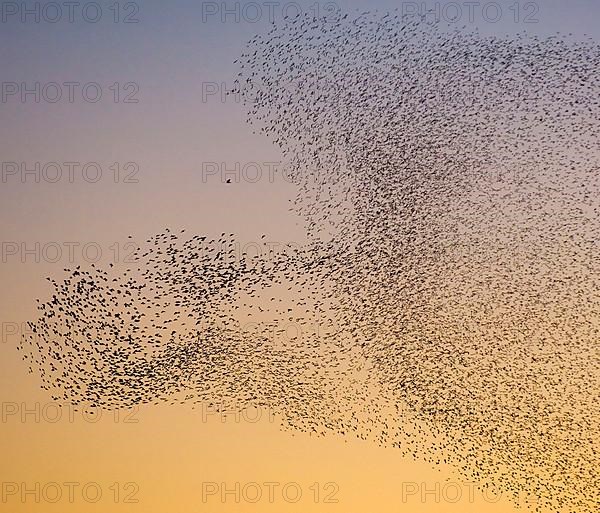 Common common starling