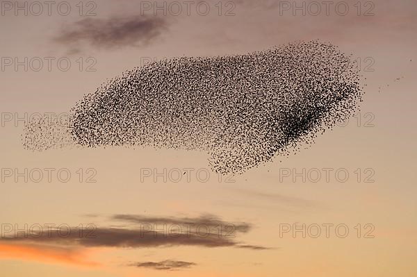 Common common starling