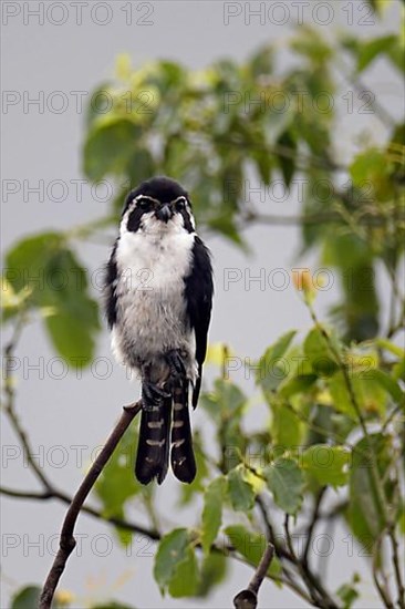 Pied Falconet