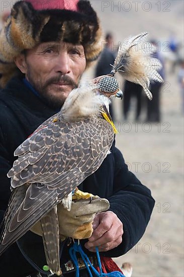 Saker falcon