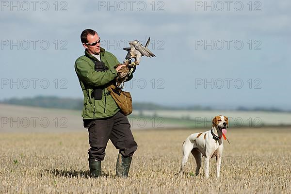 Falconry