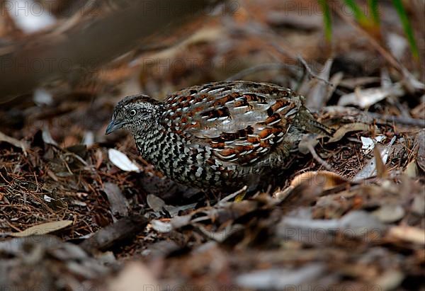 Black-breasted Buttonquail