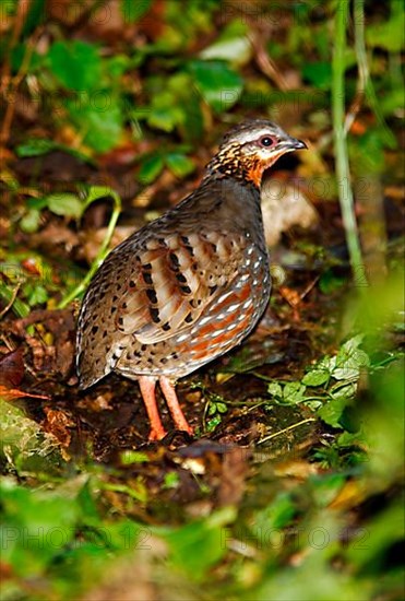 Rufous-throated Partridge