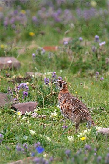 Tibetan Partridge