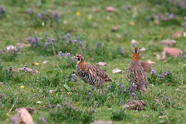 Tibetan Partridge