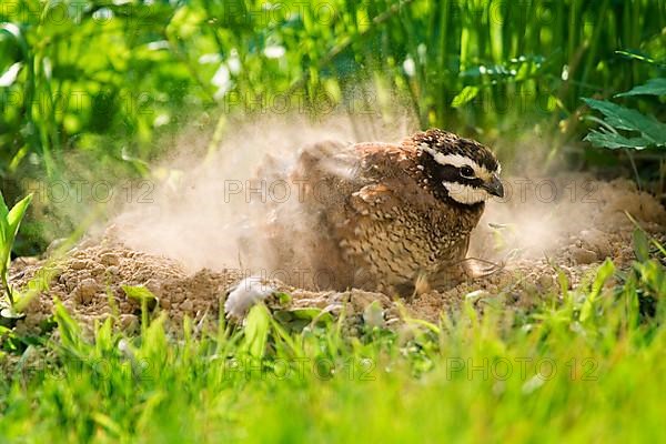 Northern Bobwhite