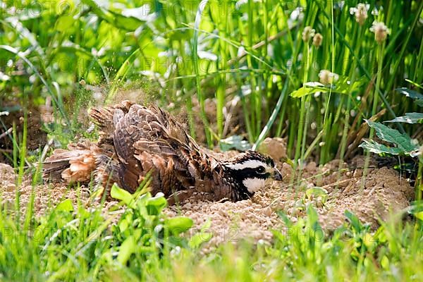 Northern Bobwhite