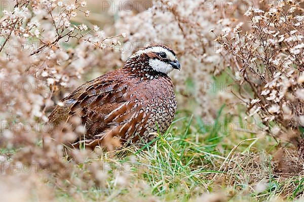 Northern Bobwhite