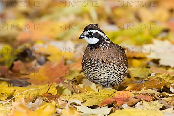 Northern Bobwhite