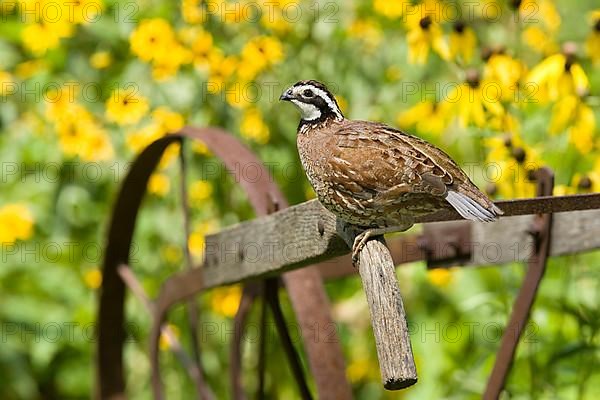 Northern Bobwhite